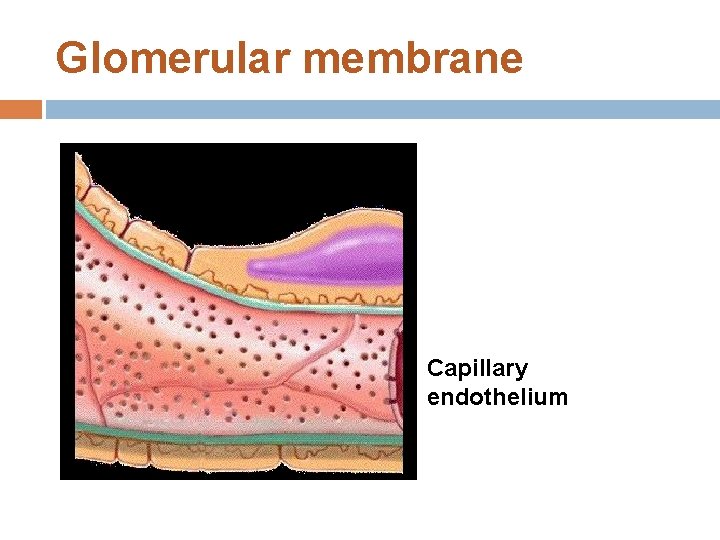 Glomerular membrane Capillary endothelium 