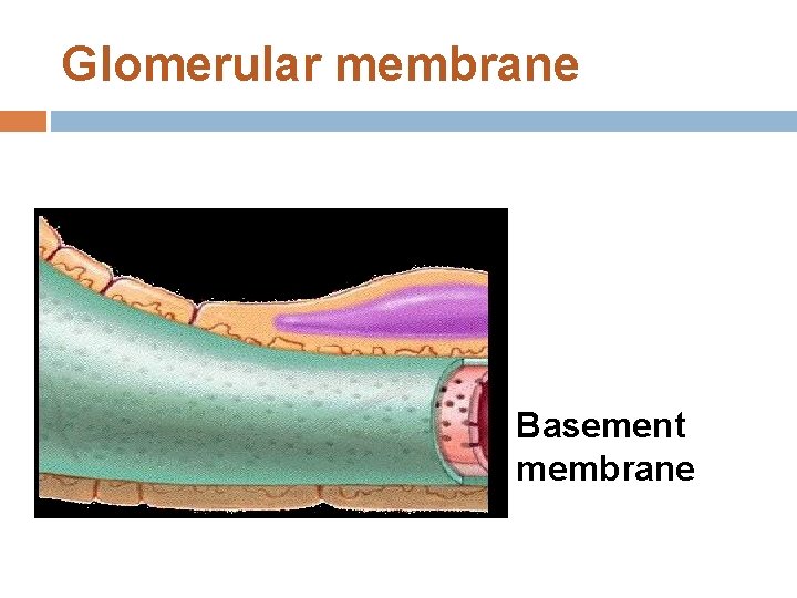 Glomerular membrane Basement membrane 