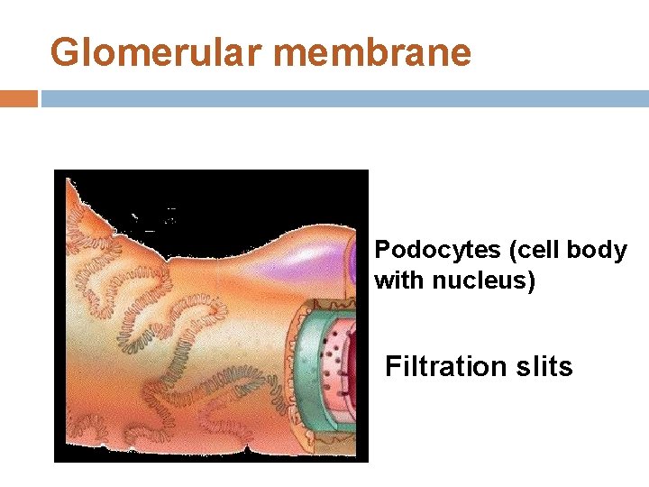 Glomerular membrane Podocytes (cell body with nucleus) Filtration slits 