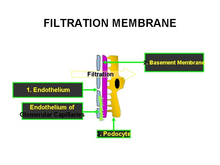 FILTRATION MEMBRANE 2. Basement Membrane Filtration 1. Endothelium of Glomerular Capillaries 3. Podocyte 