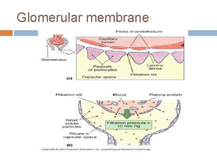 Glomerular membrane 