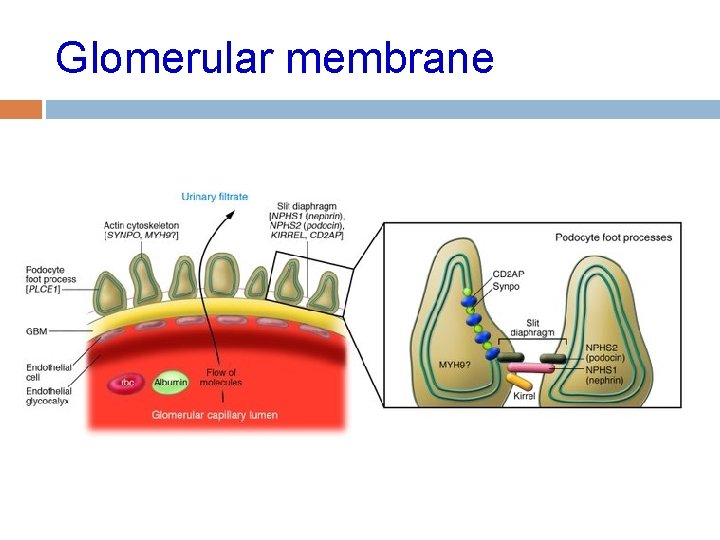 Glomerular membrane 