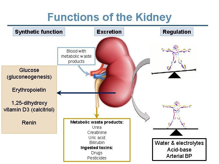 Functions of the Kidney Synthetic function Excretion Regulation Blood with metabolic waste products Glucose