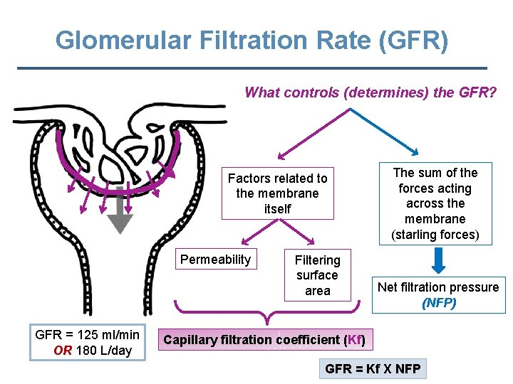 Glomerular Filtration Rate (GFR) What controls (determines) the GFR? Factors related to the membrane