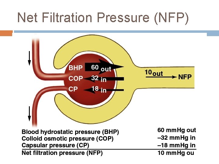 Net Filtration Pressure (NFP) 