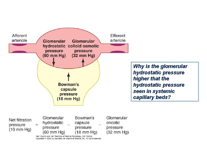 Why is the glomerular hydrostatic pressure higher that the hydrostatic pressure seen in systemic