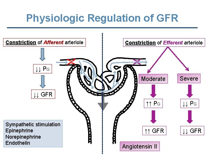 Physiologic Regulation of GFR Constriction of Afferent arteriole Constriction of Efferent arteriole ↓↓ PG