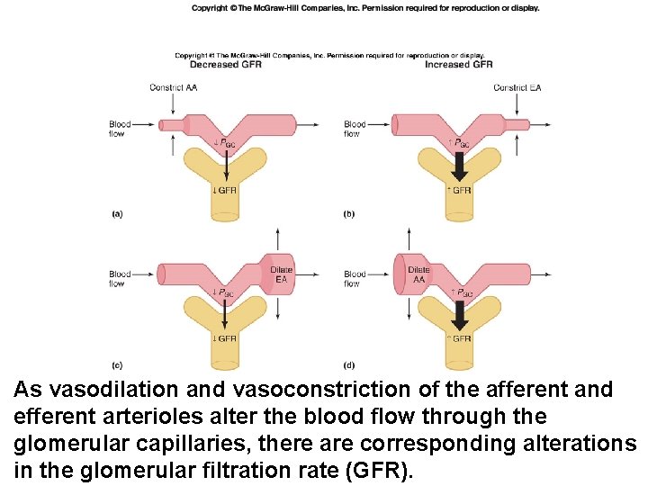 As vasodilation and vasoconstriction of the afferent and efferent arterioles alter the blood flow