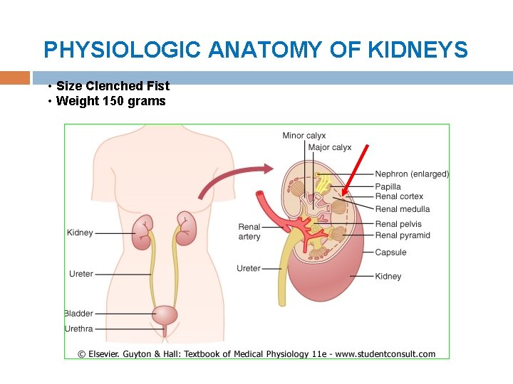 PHYSIOLOGIC ANATOMY OF KIDNEYS • Size Clenched Fist • Weight 150 grams 