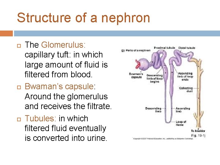 Structure of a nephron The Glomerulus: capillary tuft: in which large amount of fluid