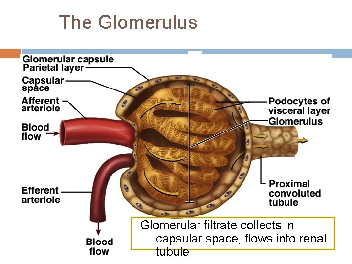 The Glomerulus Glomerular filtrate collects in capsular space, flows into renal tubule 