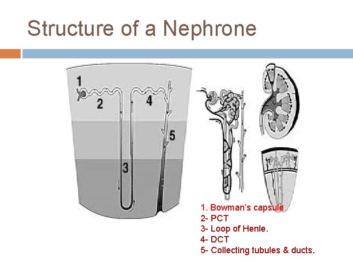 Structure of a Nephrone 1. Bowman’s capsule 2 - PCT 3 - Loop of