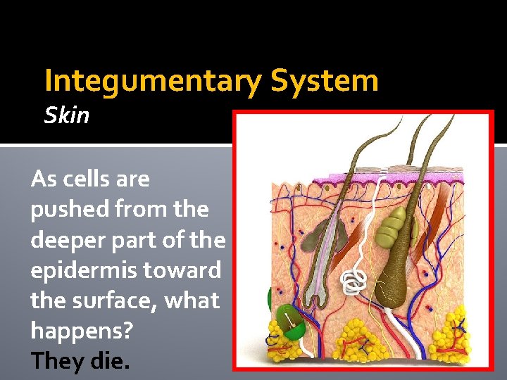 Integumentary System Skin As cells are pushed from the deeper part of the epidermis Integumentary System Skin As cells are pushed from the deeper part of the epidermis