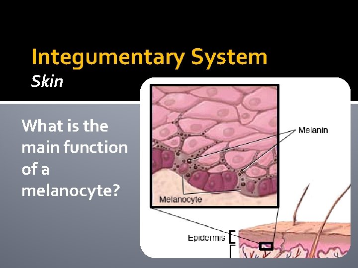 Integumentary System Skin What is the main function of a melanocyte? Integumentary System Skin What is the main function of a melanocyte?