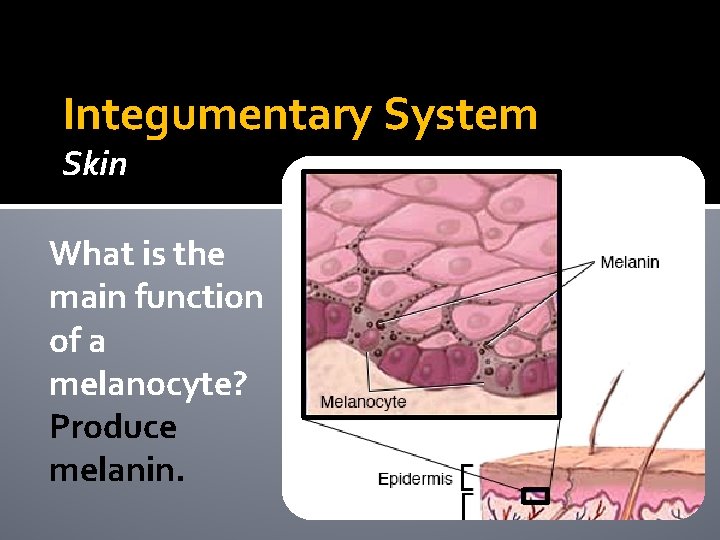 Integumentary System Skin What is the main function of a melanocyte? Produce melanin. Integumentary System Skin What is the main function of a melanocyte? Produce melanin.