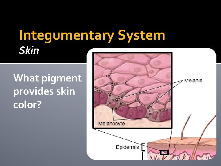 Integumentary System Skin What pigment provides skin color? Integumentary System Skin What pigment provides skin color?