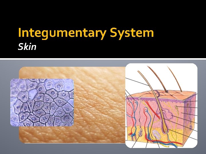 Integumentary System Skin Integumentary System Skin
