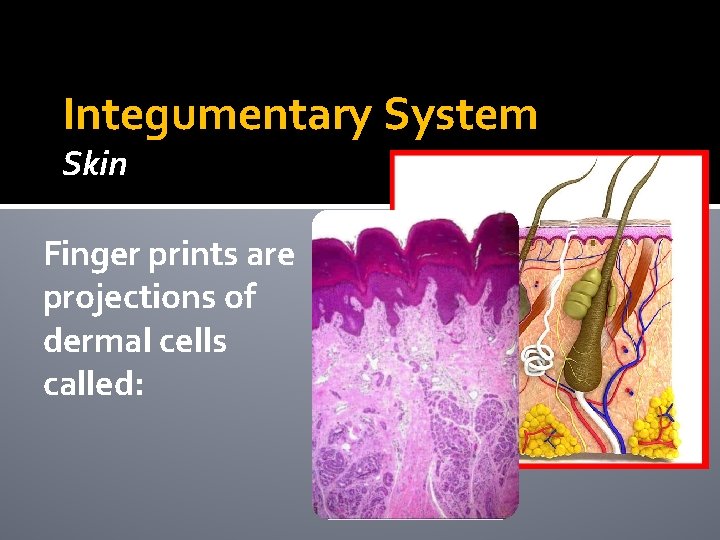 Integumentary System Skin Finger prints are projections of dermal cells called: Integumentary System Skin Finger prints are projections of dermal cells called: