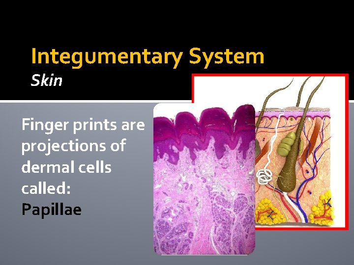 Integumentary System Skin Finger prints are projections of dermal cells called: Papillae Integumentary System Skin Finger prints are projections of dermal cells called: Papillae