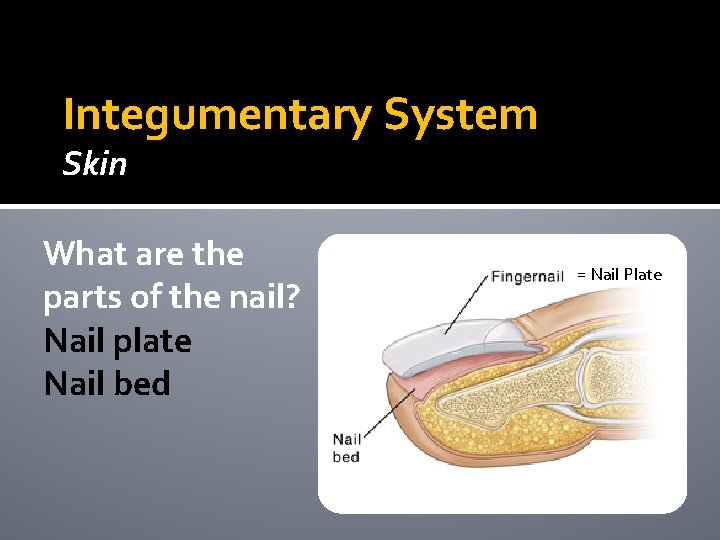 Integumentary System Skin What are the parts of the nail? Nail plate Nail bed Integumentary System Skin What are the parts of the nail? Nail plate Nail bed