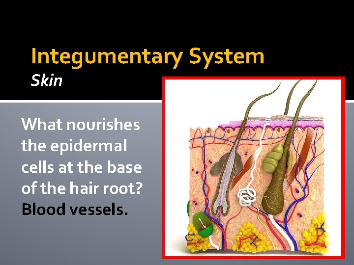Integumentary System Skin What nourishes the epidermal cells at the base of the hair Integumentary System Skin What nourishes the epidermal cells at the base of the hair