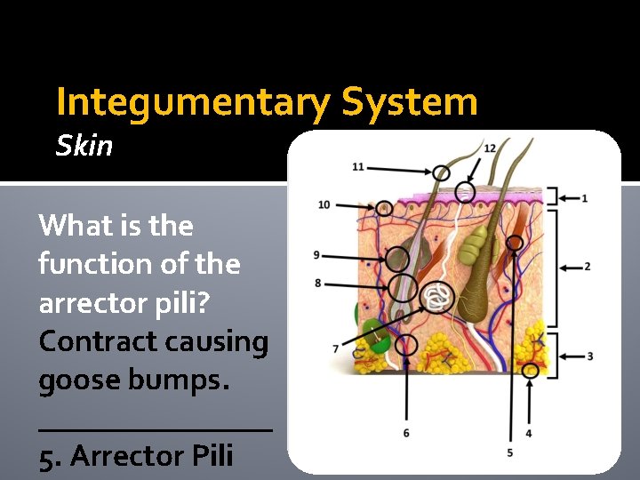 Integumentary System Skin What is the function of the arrector pili? Contract causing goose Integumentary System Skin What is the function of the arrector pili? Contract causing goose