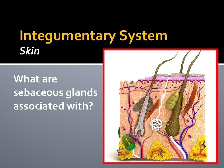 Integumentary System Skin What are sebaceous glands associated with? Integumentary System Skin What are sebaceous glands associated with?