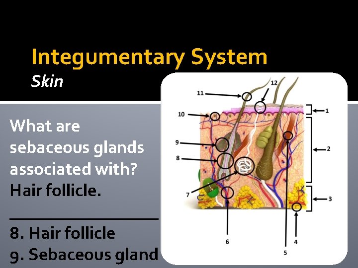 Integumentary System Skin What are sebaceous glands associated with? Hair follicle. _________ 8. Hair Integumentary System Skin What are sebaceous glands associated with? Hair follicle. _________ 8. Hair