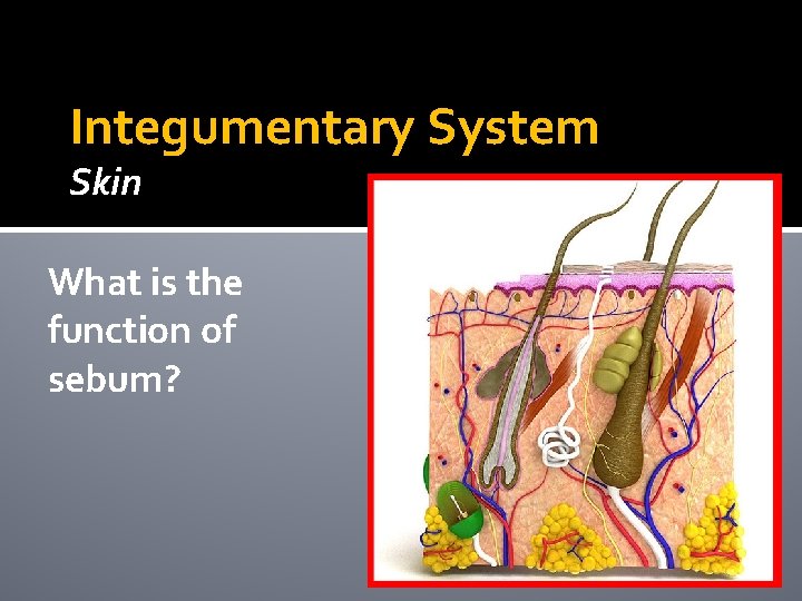 Integumentary System Skin What is the function of sebum? Integumentary System Skin What is the function of sebum?