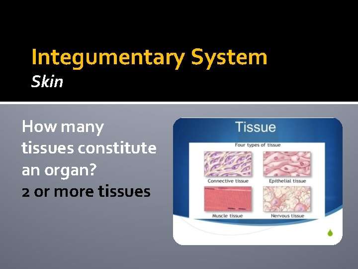 Integumentary System Skin How many tissues constitute an organ? 2 or more tissues Integumentary System Skin How many tissues constitute an organ? 2 or more tissues
