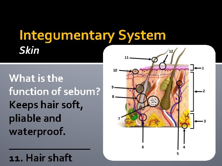 Integumentary System Skin What is the function of sebum? Keeps hair soft, pliable and Integumentary System Skin What is the function of sebum? Keeps hair soft, pliable and