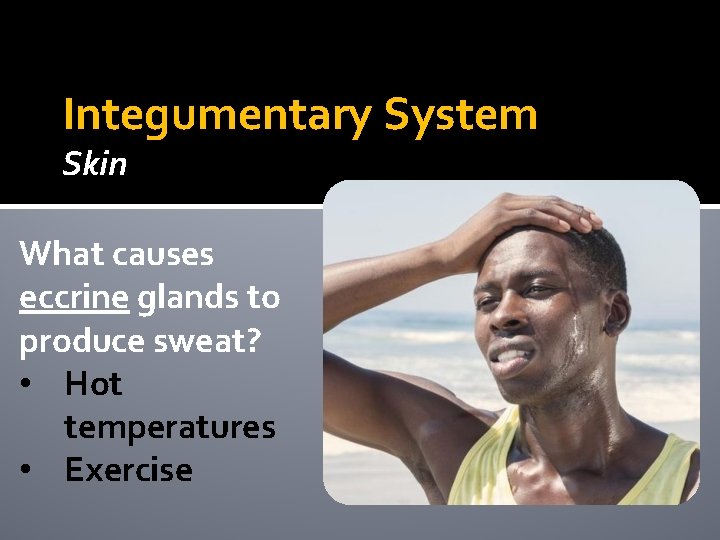 Integumentary System Skin What causes eccrine glands to produce sweat? • Hot temperatures • Integumentary System Skin What causes eccrine glands to produce sweat? • Hot temperatures •