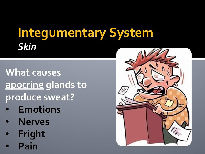 Integumentary System Skin What causes apocrine glands to produce sweat? • Emotions • Nerves Integumentary System Skin What causes apocrine glands to produce sweat? • Emotions • Nerves