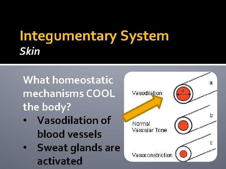 Integumentary System Skin What homeostatic mechanisms COOL the body? • Vasodilation of blood vessels Integumentary System Skin What homeostatic mechanisms COOL the body? • Vasodilation of blood vessels