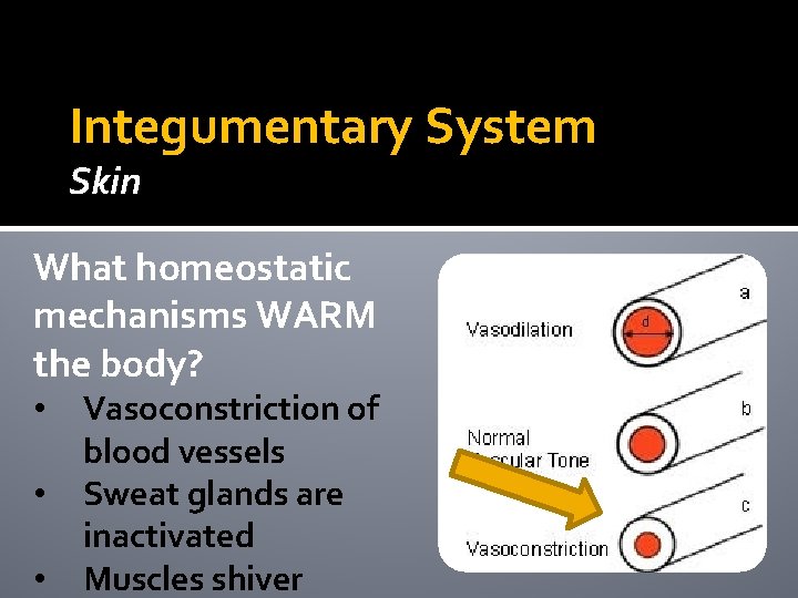Integumentary System Skin What homeostatic mechanisms WARM the body? • • • Vasoconstriction of Integumentary System Skin What homeostatic mechanisms WARM the body? • • • Vasoconstriction of