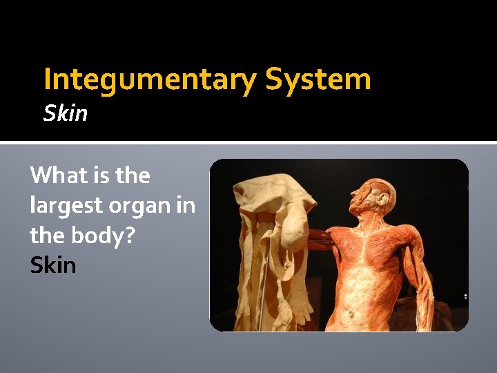 Integumentary System Skin What is the largest organ in the body? Skin Integumentary System Skin What is the largest organ in the body? Skin