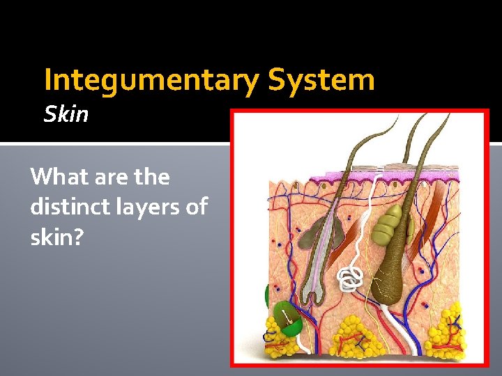 Integumentary System Skin What are the distinct layers of skin? Integumentary System Skin What are the distinct layers of skin?