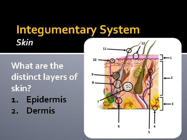 Integumentary System Skin What are the distinct layers of skin? 1. Epidermis 2. Dermis Integumentary System Skin What are the distinct layers of skin? 1. Epidermis 2. Dermis