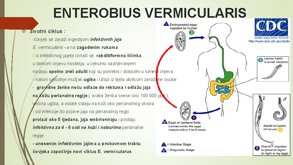 enterobius vermicularis zivotni ciklus