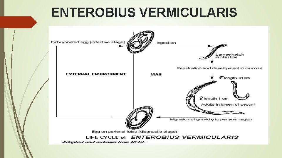 Enterobius vermicularis (Gombféreg), Enterobiosis életciklus
