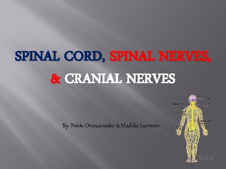 SPINAL CORD, SPINAL NERVES, & CRANIAL NERVES By: Nikki Onwuanaibe & Maddie Lierman 