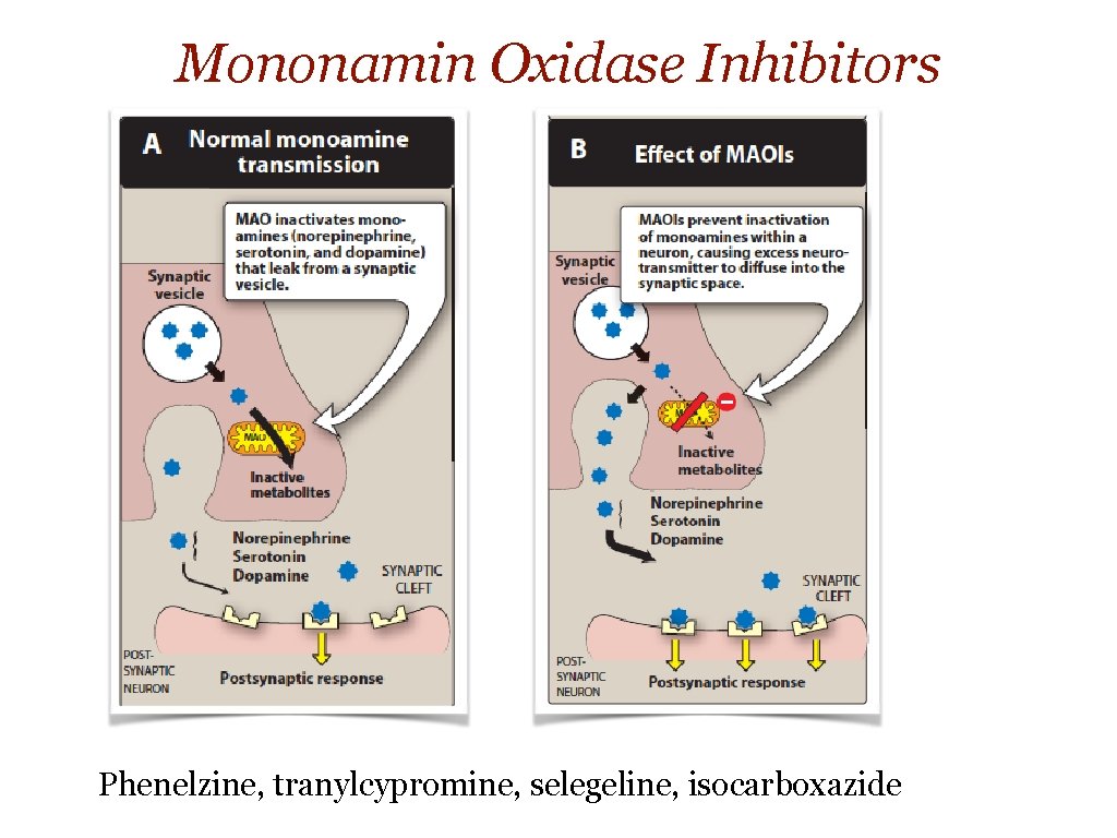 Mononamin Oxidase Inhibitors Phenelzine, tranylcypromine, selegeline, isocarboxazide 