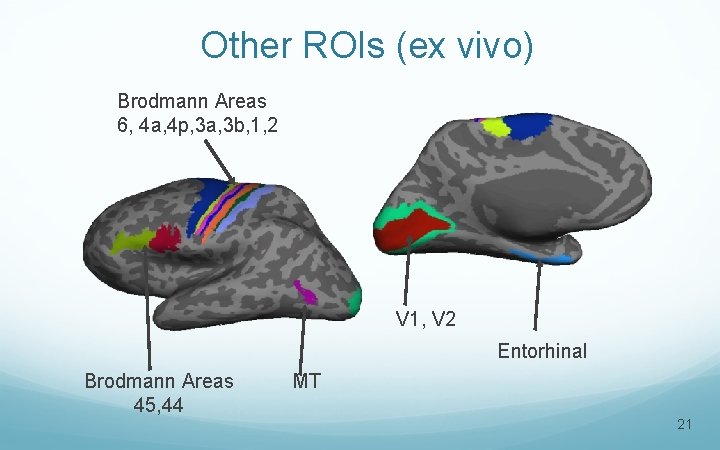 Other ROIs (ex vivo) Brodmann Areas 6, 4 a, 4 p, 3 a, 3