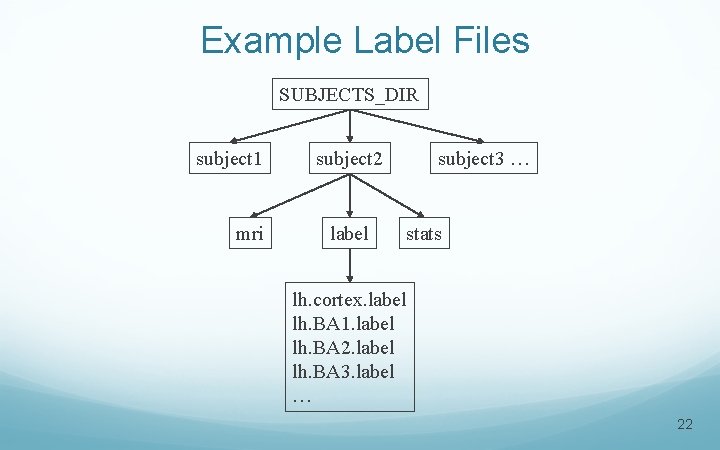 Example Label Files SUBJECTS_DIR subject 1 mri subject 2 label subject 3 … stats