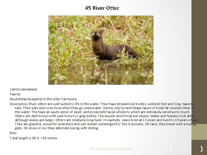 #5 River Otter Lontra canadensis Family: Mustelidae (weasels) in the order Carnivora Description: River