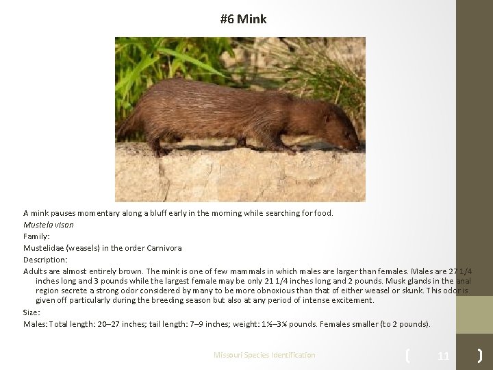 #6 Mink A mink pauses momentary along a bluff early in the morning while