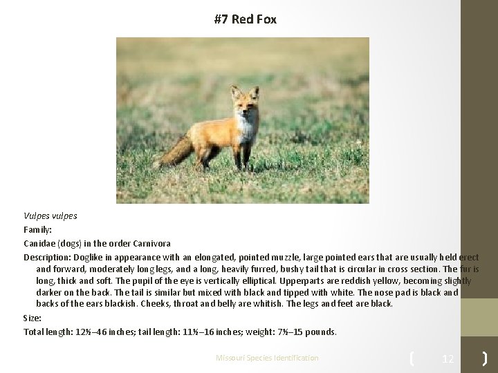 #7 Red Fox Vulpes vulpes Family: Canidae (dogs) in the order Carnivora Description: Doglike