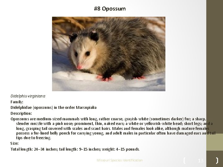 #8 Opossum Didelphis virginiana Family: Didelphidae (opossums) in the order Marsupialia Description: Opossums are