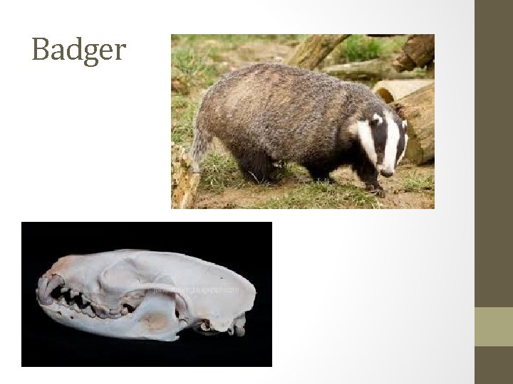 Badger 