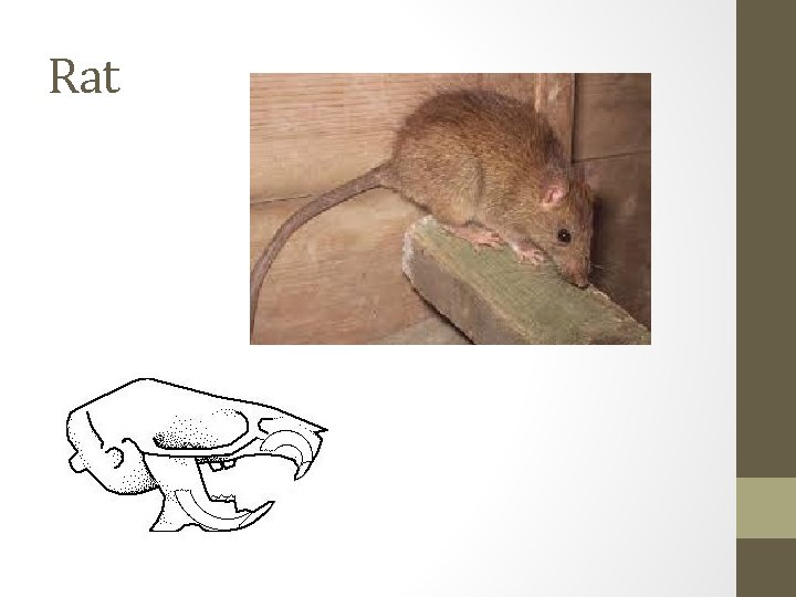 Rat 